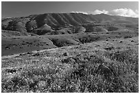 Grasses and Montannon Ridge, Santa Cruz Island. Channel Islands National Park ( black and white)