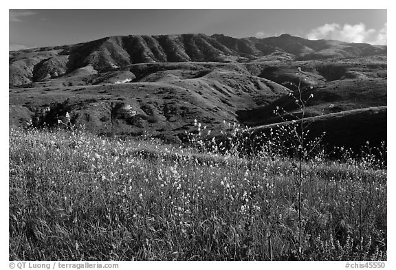Mustard in bloom and interior hills, Santa Cruz Island. Channel Islands National Park (black and white)