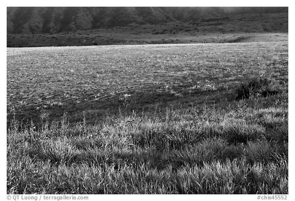 Meadow in spring, Santa Cruz Island. Channel Islands National Park (black and white)