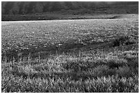 Meadow in spring, Santa Cruz Island. Channel Islands National Park ( black and white)