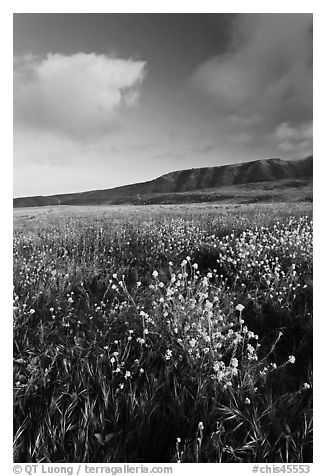 Flowers and hills near Potato Harbor, late afternoon, Santa Cruz Island. Channel Islands National Park (black and white)