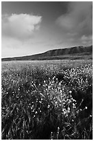 Flowers and hills near Potato Harbor, late afternoon, Santa Cruz Island. Channel Islands National Park, California, USA. (black and white)