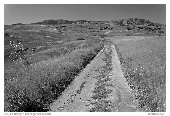 Smugglers Road through green hills in the spring, Santa Cruz Island. Channel Islands National Park (black and white)