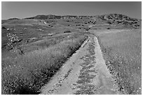 Smugglers Road through green hills in the spring, Santa Cruz Island. Channel Islands National Park ( black and white)