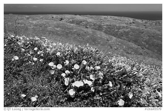 Wild Morning Glory flowers, hills, and ocean, Santa Cruz Island. Channel Islands National Park (black and white)