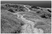 Dirt road through coastal hills, Santa Cruz Island. Channel Islands National Park, California, USA. (black and white)