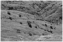 Scorpion Canyon in the spring, Santa Cruz Island. Channel Islands National Park ( black and white)