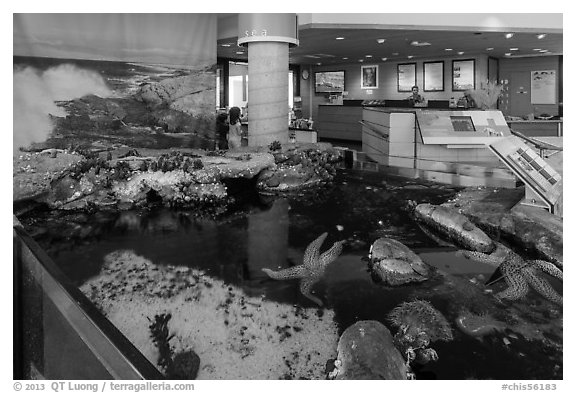 Artificial tidepool inside visitor center. Channel Islands National Park (black and white)