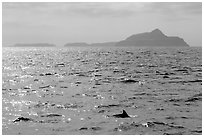 Dolphin fin and Anacapa Islands in background. Channel Islands National Park ( black and white)