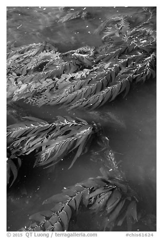 Kelp from above, Santa Cruz Island. Channel Islands National Park (black and white)