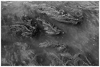 Kelp floating on water, Santa Cruz Island. Channel Islands National Park ( black and white)