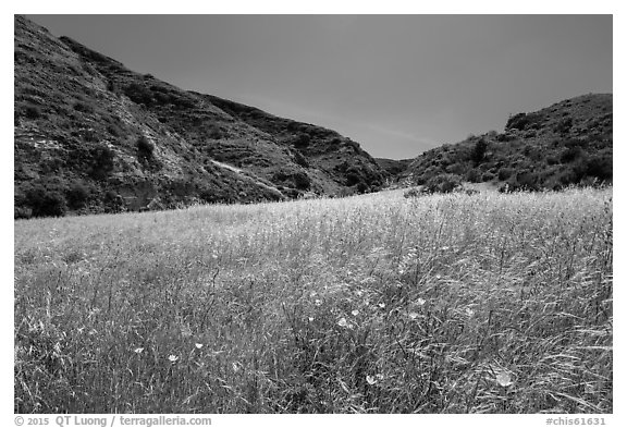 Wildflowers and grasses, Cherry Canyon, Santa Rosa Island. Channel Islands National Park (black and white)