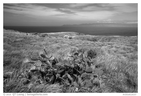 Cactus on marine terrace, Santa Rosa Island. Channel Islands National Park (black and white)