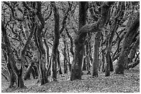Endemic Island Oak (Quercus tomentella), Santa Rosa Island. Channel Islands National Park ( black and white)