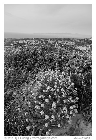 Wildflowers at dusk, Santa Rosa Island. Channel Islands National Park (black and white)