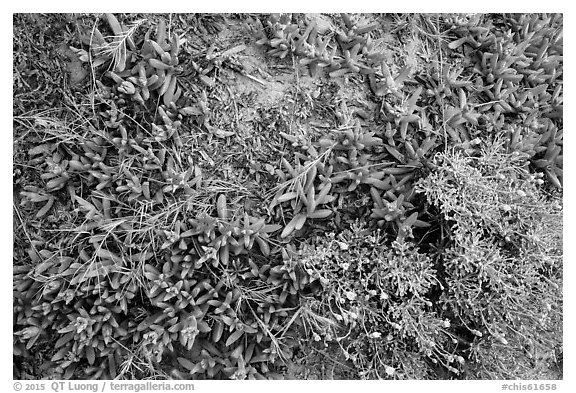 Ground close-up with iceplant and flowers, Santa Rosa Island. Channel Islands National Park (black and white)