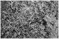 Ground close-up with iceplant and flowers, Santa Rosa Island. Channel Islands National Park ( black and white)
