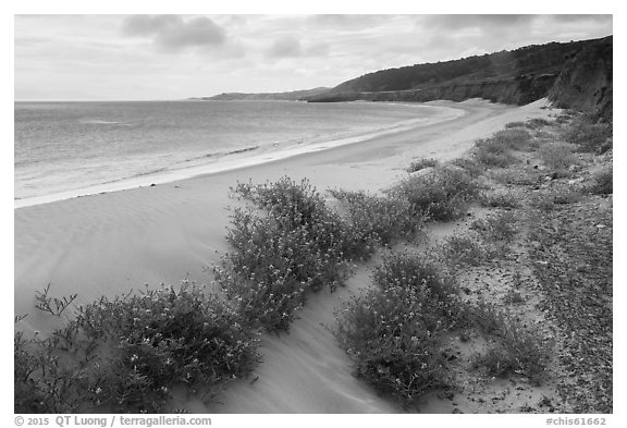Flowers growing on sand dunes, Water Canyon Beach, Santa Rosa Island. Channel Islands National Park (black and white)