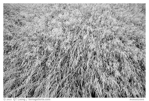 Close-up of wind-blown grasses, Santa Rosa Island. Channel Islands National Park (black and white)