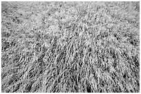 Close-up of wind-blown grasses, Santa Rosa Island. Channel Islands National Park ( black and white)