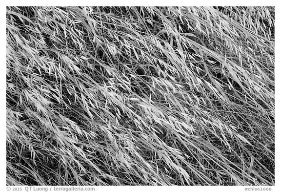 Close-up of tall grasses, Santa Rosa Island. Channel Islands National Park (black and white)