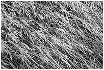 Close-up of tall grasses, Santa Rosa Island. Channel Islands National Park ( black and white)