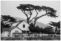 Historic Vail and Vickers main ranch house with cypress trees, Santa Rosa Island. Channel Islands National Park ( black and white)