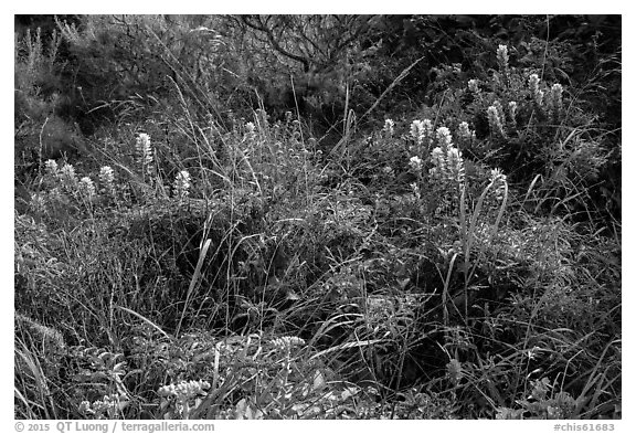 Native flowers, Lobo Canyon, Santa Rosa Island. Channel Islands National Park (black and white)