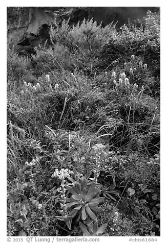 Lush slope with flowers and shrubs in Lobo Canyon, Santa Rosa Island. Channel Islands National Park (black and white)