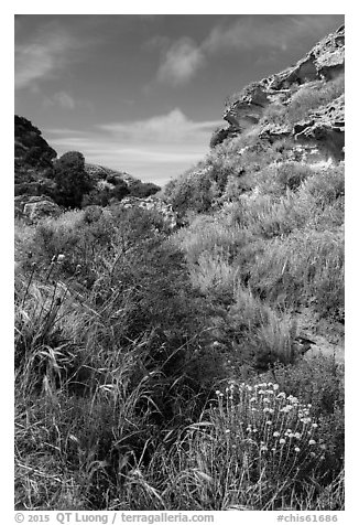 Flowers and rock formations, Lobo Canyon, Santa Rosa Island. Channel Islands National Park (black and white)