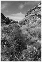 Flowers and rock formations, Lobo Canyon, Santa Rosa Island. Channel Islands National Park ( black and white)