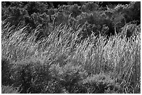 Reeds and green shrubs, Lobo Canyon, Santa Rosa Island. Channel Islands National Park ( black and white)