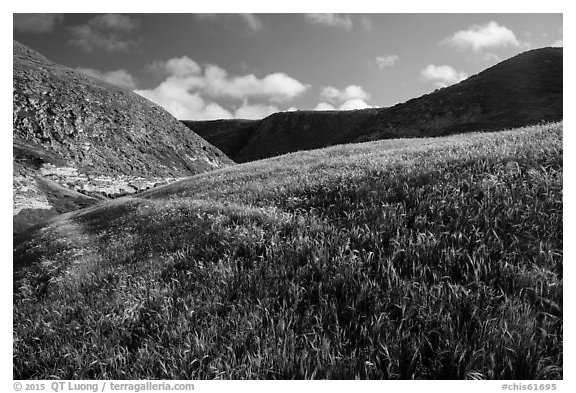 Grassy hillside, Lobo Canyon, Santa Rosa Island. Channel Islands National Park (black and white)