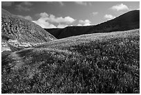 Grassy hillside, Lobo Canyon, Santa Rosa Island. Channel Islands National Park ( black and white)