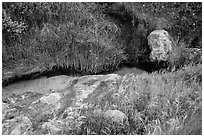 Close-up of stream and vegetation, Lobo Canyon, Santa Rosa Island. Channel Islands National Park ( black and white)
