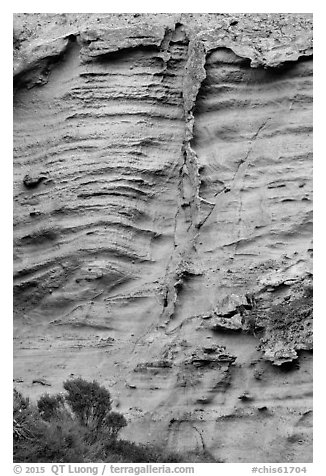 Shrubs and wall detail, Lobo Canyon, Santa Rosa Island. Channel Islands National Park (black and white)