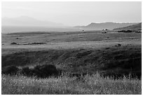 Grasses, Skunk Point, and Santa Cruz Island, sunrise, Santa Rosa Island. Channel Islands National Park ( black and white)