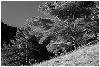 Santa Rosa Island Torrey Pines, Santa Rosa Island. Channel Islands National Park ( black and white)