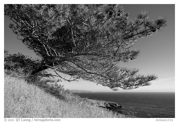 Torrey Pine and Black Point, Santa Rosa Island. Channel Islands National Park (black and white)
