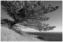 Torrey Pine and Black Point, Santa Rosa Island. Channel Islands National Park ( black and white)