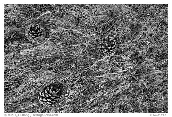 Ground close-up with Torrey Pine cones, flowers, and grasses, Santa Rosa Island. Channel Islands National Park (black and white)