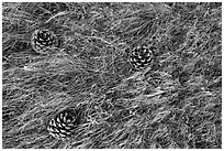 Ground close-up with Torrey Pine cones, flowers, and grasses, Santa Rosa Island. Channel Islands National Park ( black and white)
