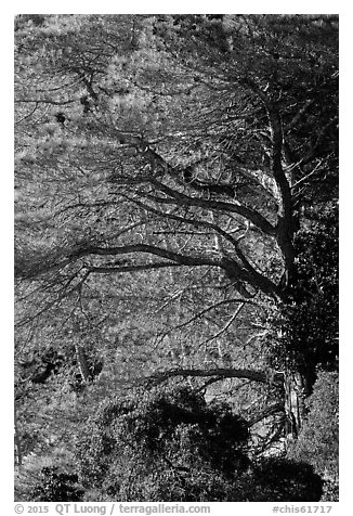 Forest of Torrey Pines, Santa Rosa Island. Channel Islands National Park (black and white)