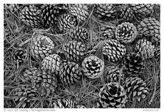 Torrey Pine cones and needles on the ground, Santa Rosa Island. Channel Islands National Park (black and white)
