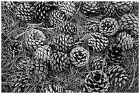 Torrey Pine cones and needles on the ground, Santa Rosa Island. Channel Islands National Park ( black and white)