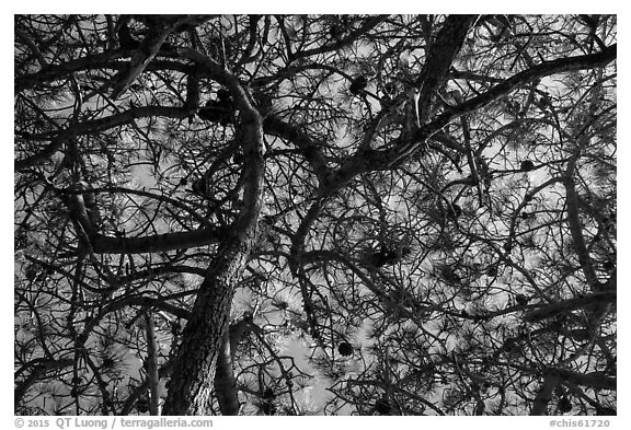 Looking up Torrey Pine, Santa Rosa Island. Channel Islands National Park (black and white)