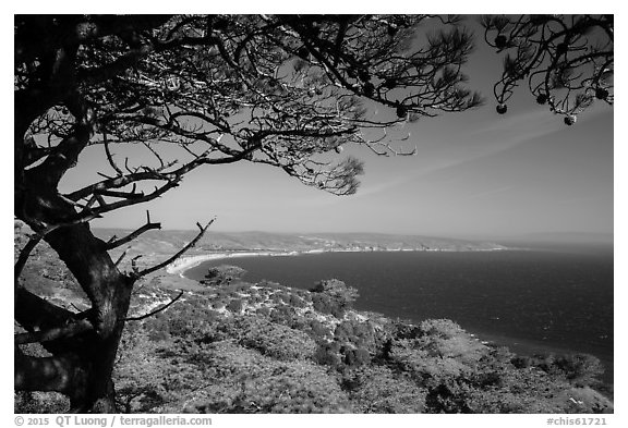 Torrey Pine framing Bechers Bay, Santa Rosa Island. Channel Islands National Park (black and white)