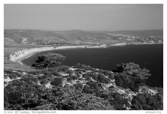 Torrey Pines and Bechers Bay, Santa Rosa Island. Channel Islands National Park (black and white)