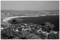 Torrey Pines and Bechers Bay, Santa Rosa Island. Channel Islands National Park ( black and white)