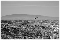 Pod of dolphins, seagall, and Santa Cruz Island. Channel Islands National Park ( black and white)